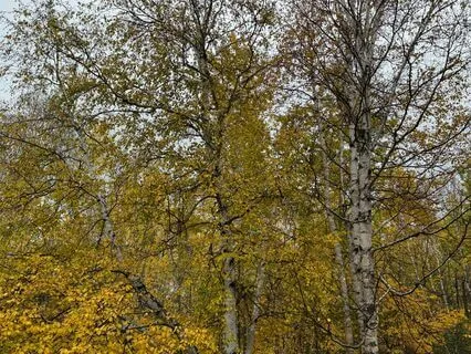 The Chimes Of A New Day