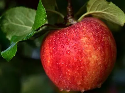 The Cider Mill Inn | Cozy Story For Sleep