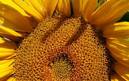 The Circle Of Life - The Sunflower's Bloom Every  Year 