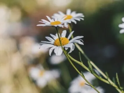 The Clarity Practice