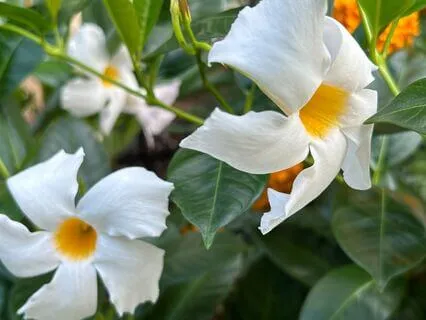 The Closet & The Critic: Clutter Whispers & How To Quiet It