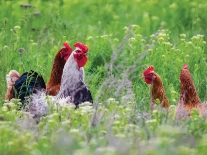 The Cock & The Pearl