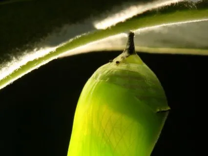 The Cocoon Healing Journey