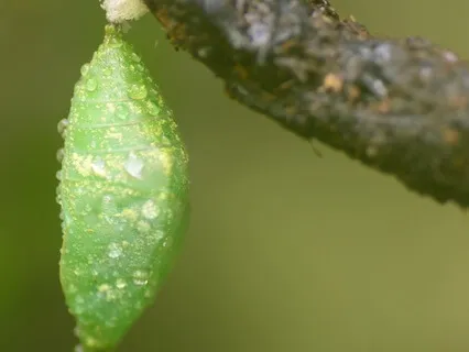 The Cocoon Of Change - Where Real Transformation Begins