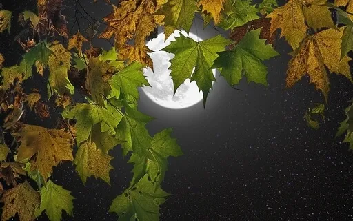 The Colourful Autumn Chakra Tree