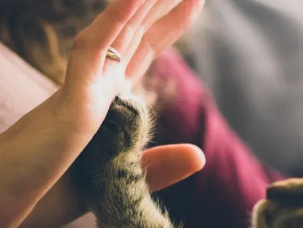 The Comfort Of A Pet