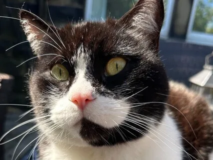 The Comforting Hum Of A Cat's Purr