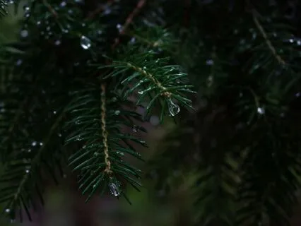 The Comforting Rain: Sleepy Journey