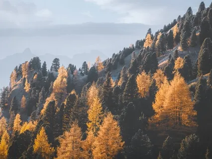 The Compassionate Breath