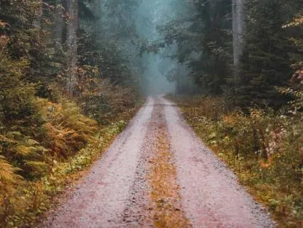 The Compassionate Observer