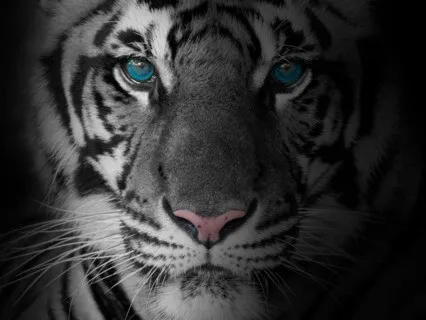 The Confident Heart  Meditation 