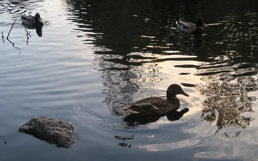The Coping Anchor Space (MBSR)