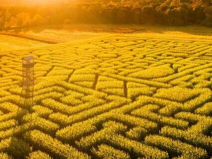 The Corn Maze | Folklore-Inspired Bedtime Tale