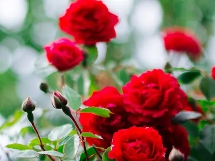 The Cottage Garden - A Guided Visualisation