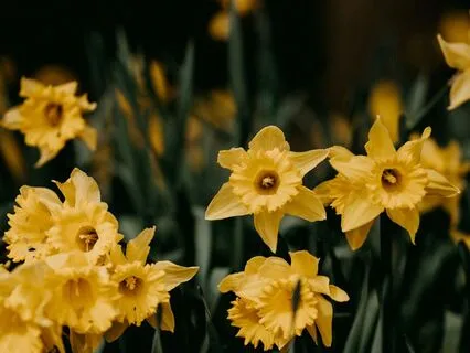 The Cozy Bakery: Daffodil Dreams A Sleepy Tale