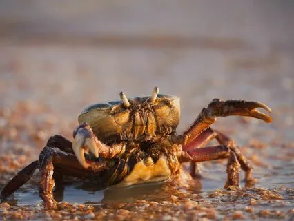 The Crafty Crane & The Craftier Crab