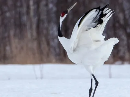 The Crane Maiden | Folklore-Inspired Bedtime Tale