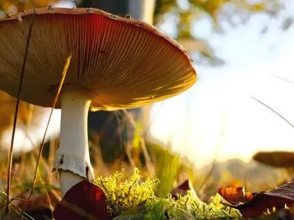 The Creative Energy Of Earth