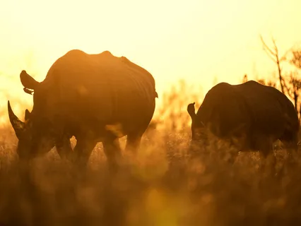 The Creatures Inside