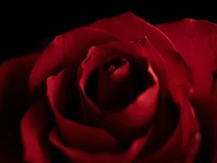 The Crimson Rose - Yoga Nidra For Your Cycle