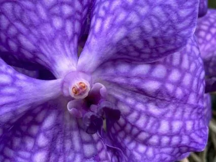 The Crown; Antarctica & The Thousand-Petaled Gateway