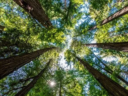 The Crown Chakra – Coming Home