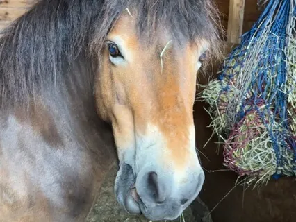 The Crunch Chronicles: Peggy The Horse - Eating ASMR