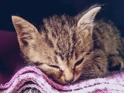 The Curious Kitten: Bedtime Tale