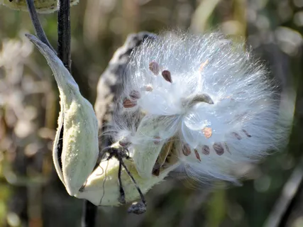 The Cycle Of Birth And Death