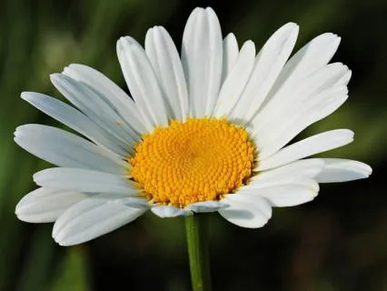 The Daisy Diaries: Chapter One
