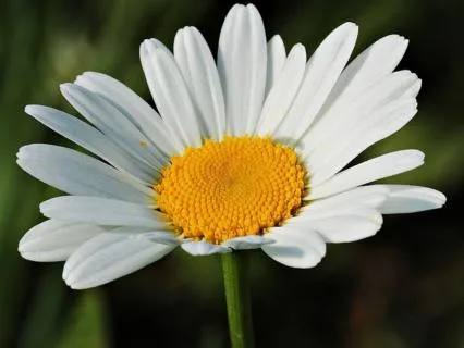 The Daisy Diaries: Chapter Three