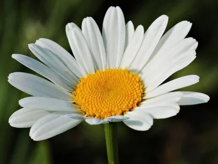 The Daisy Diaries: Introduction