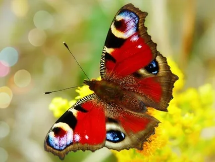 The Dance Of Love: A Butterfly Meditation