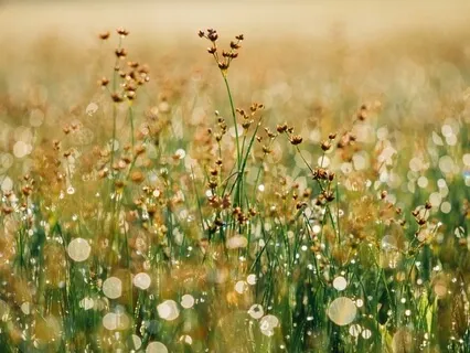 The Dance of St. Patrick