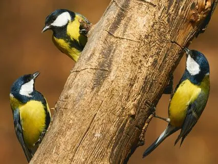 The Dawn Chorus Calls Us To Begin Again