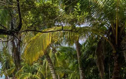 The Dawn Chorus In A Sleepy Goan Village