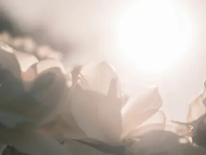 The Day to Fulfill Your Dream of Love Cello&Harp