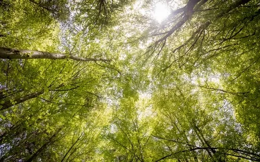 The Deepest Healing & Serenity 888Hz