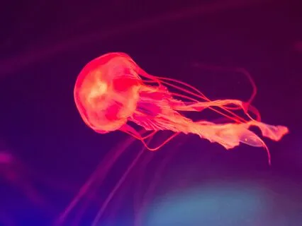 The Deepest Healing Sleep | 3.2Hz Delta Brain Waves