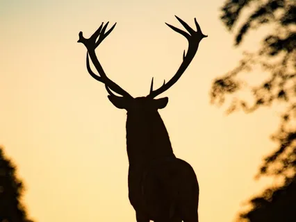 The Deer At Sunrise: Finding Clarity Within