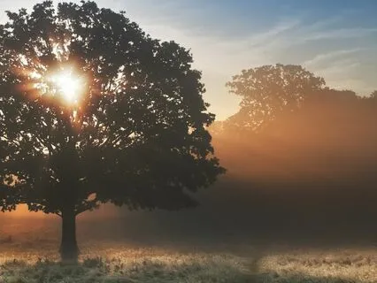 The Departure Of The Elves