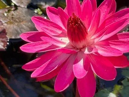 The Depth Of Being Here Now