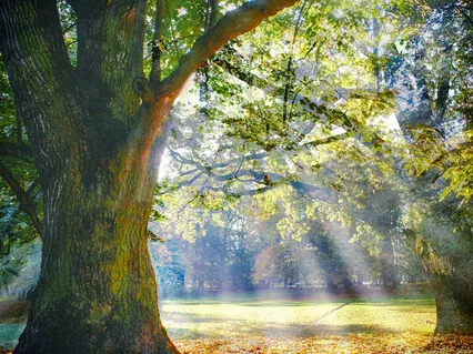 The Difference Between Psychology And Meditation