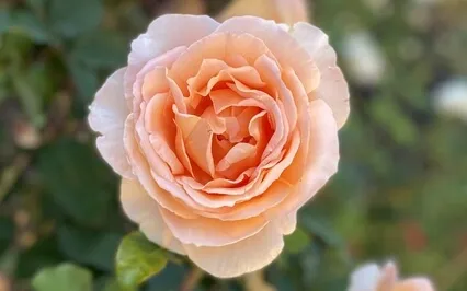 The Divine Rose Within