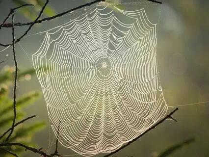 The Divine Web Of Life That Embodies Awakening
