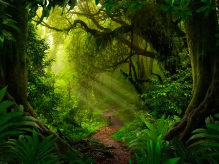 Into the Jungle & Beyond