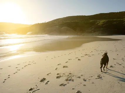 The Dog And The Shadow