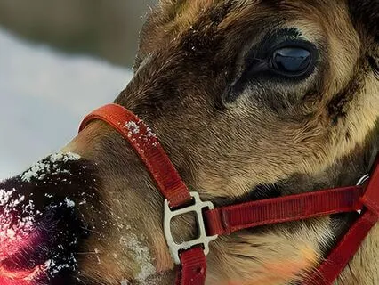 The Dog That Saved Santa (Christmas Story)