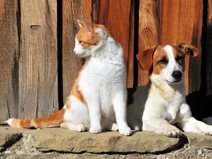 The Dog, The Cat & Their Friends: A Bedtime Story