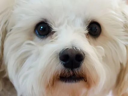 The Dog With Thumbs (Bedtime Story)